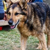 Skowronkowy Jarzmin 2020, foto: Andrzej Wodziński